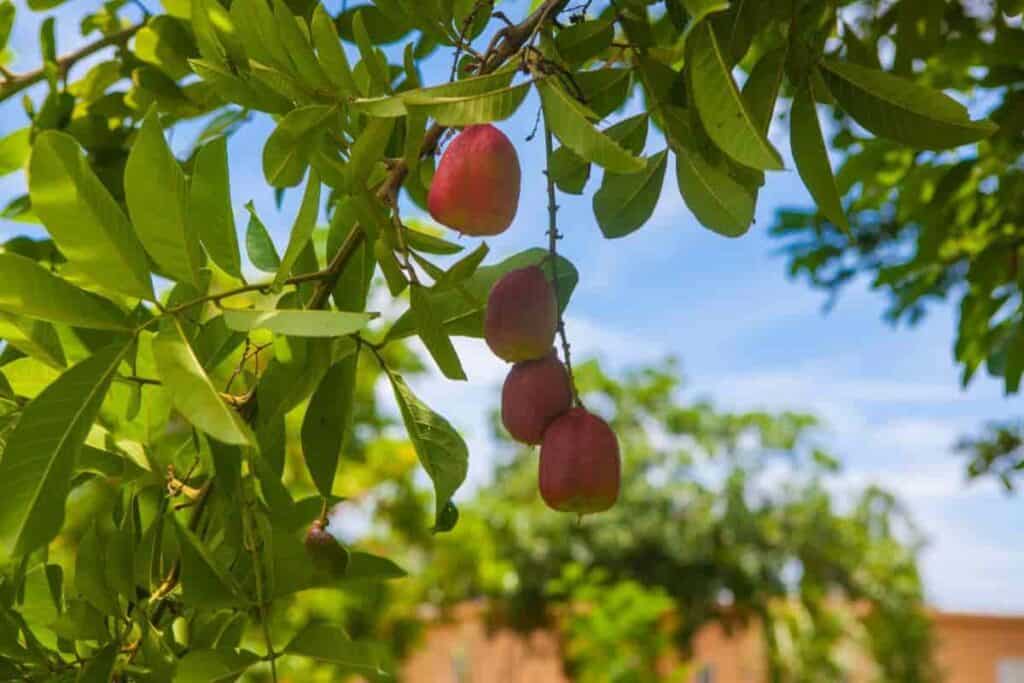 the akee a tree with brains