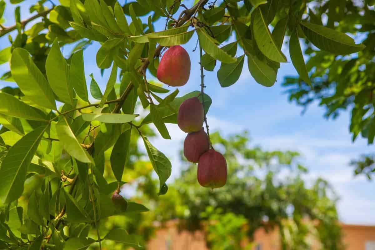 the akee a tree with brains