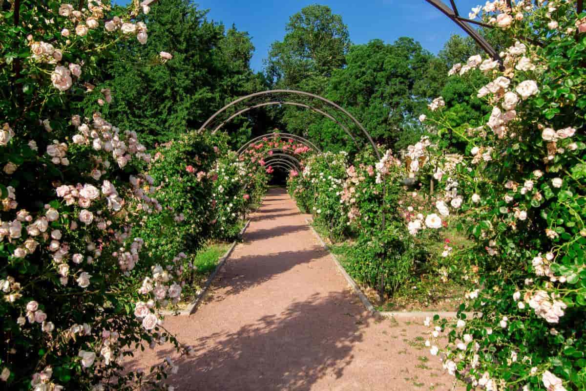 modern methods of planting roses