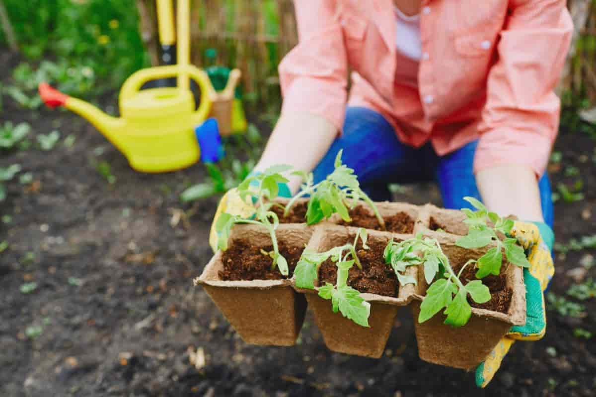 Transplanting Peat Pots