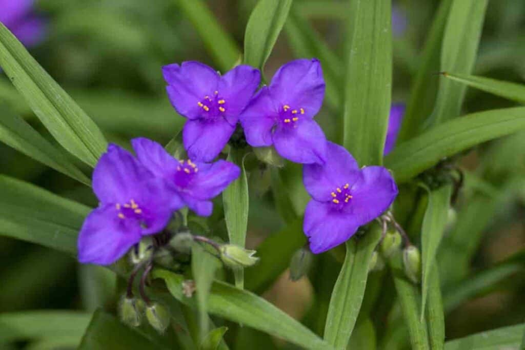 spiderwort offers summer color
