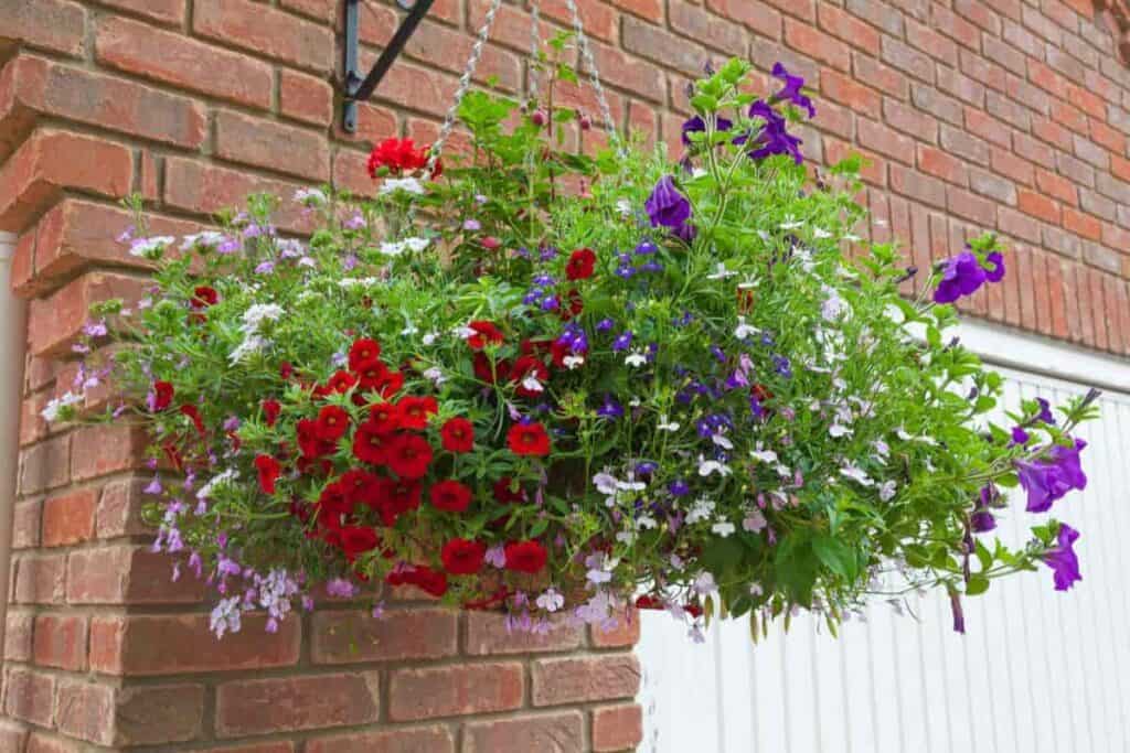 Hanging Baskets
