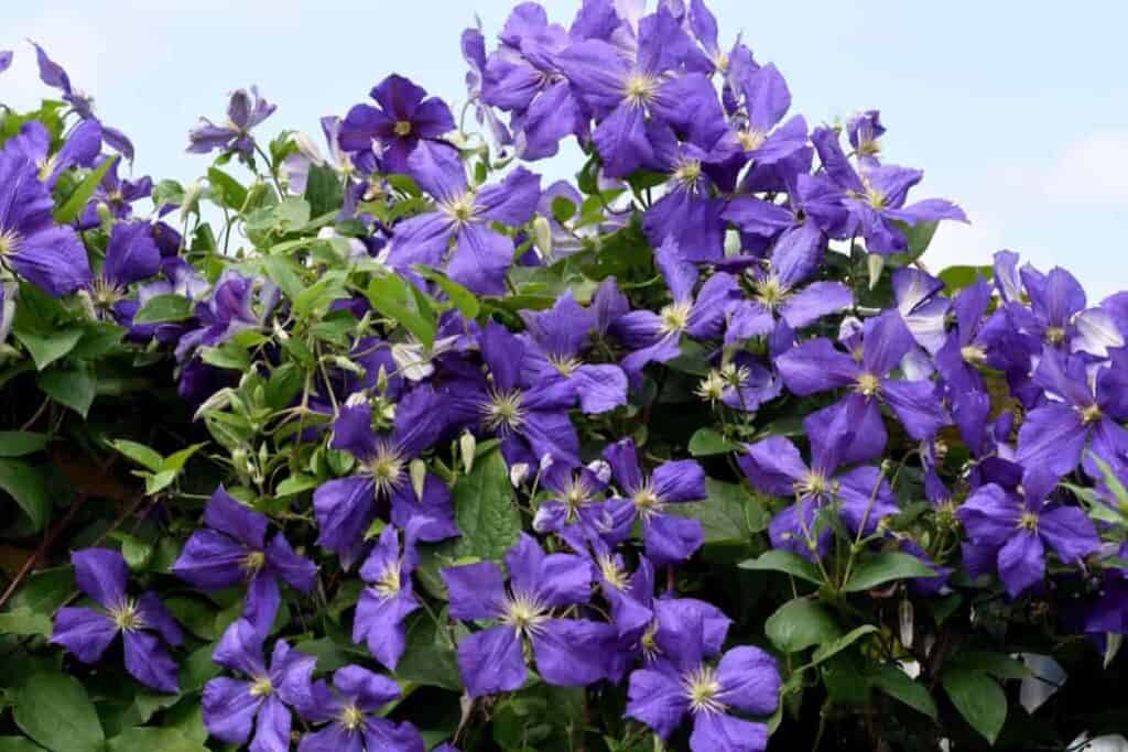 clematis enduring qualities