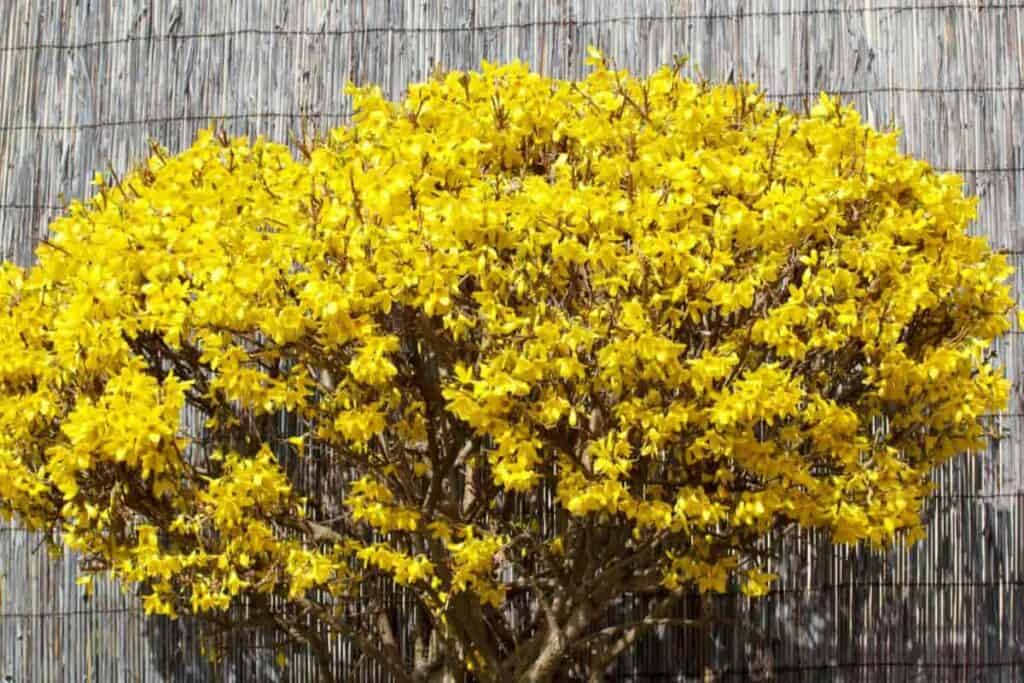 Lasting Forsythia