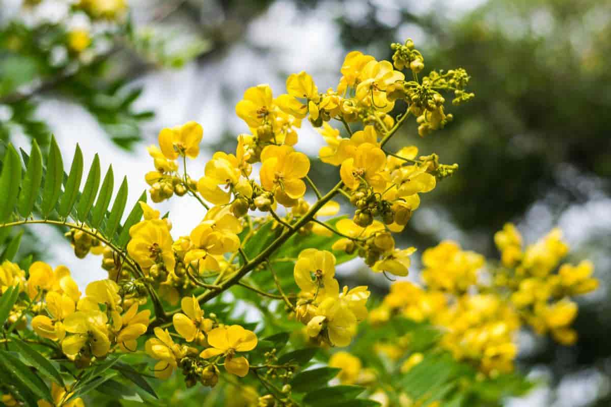native cassia midwest gardens