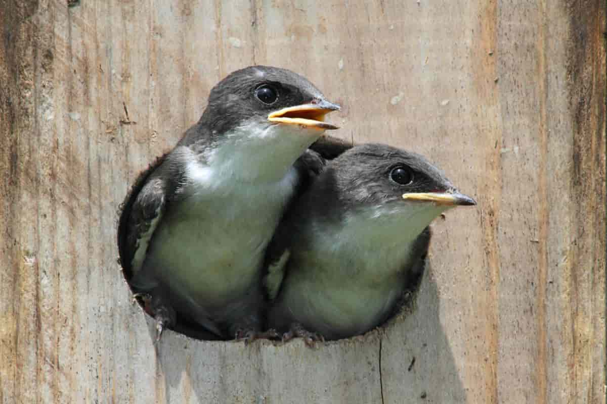 Sparrow Birds