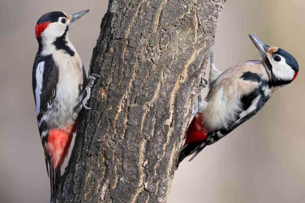 american holly berries bird diet