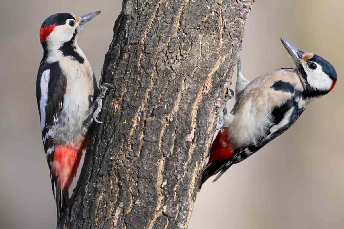 american holly berries bird diet