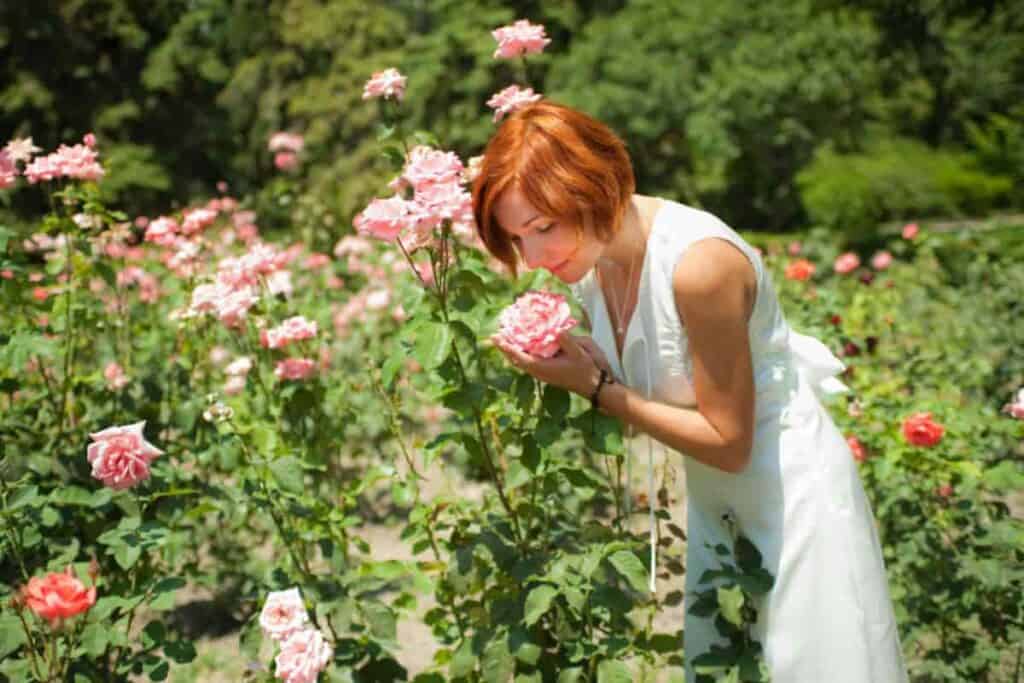 grow winning roses