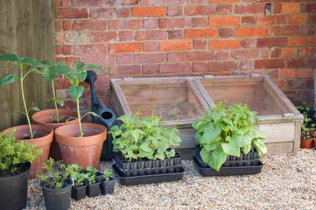 Cold frame gardening