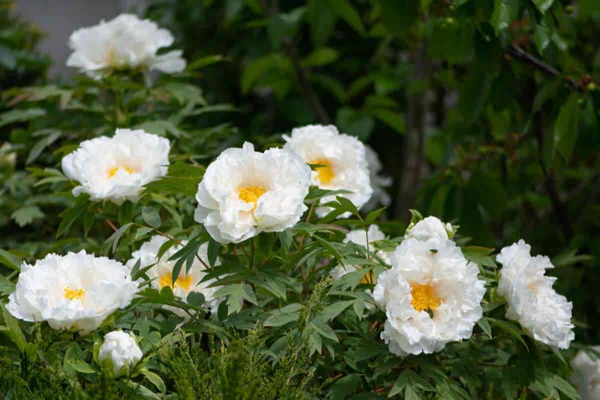 the tree peony and the parasol