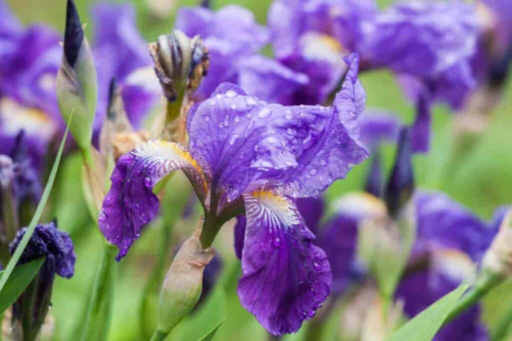 Iris Forever