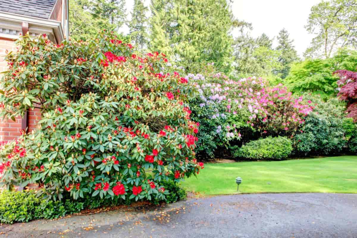 Rhododendron Garden