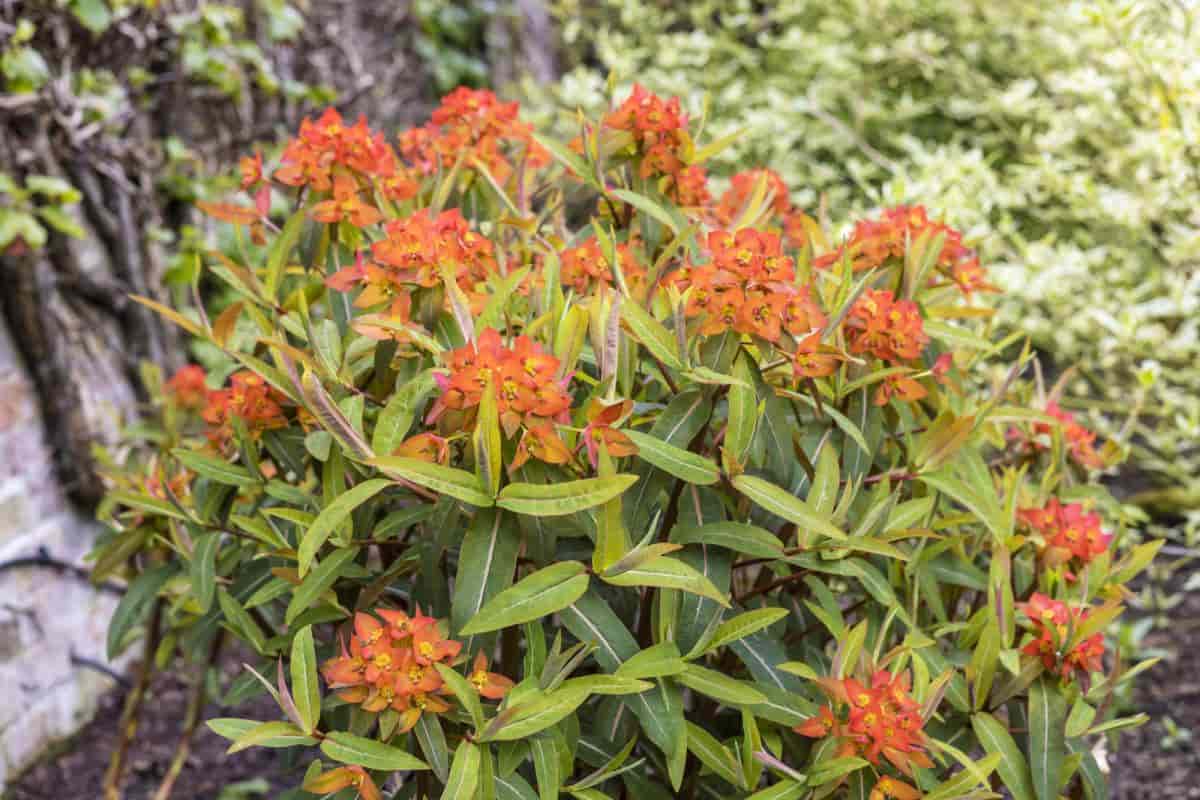 Perennials