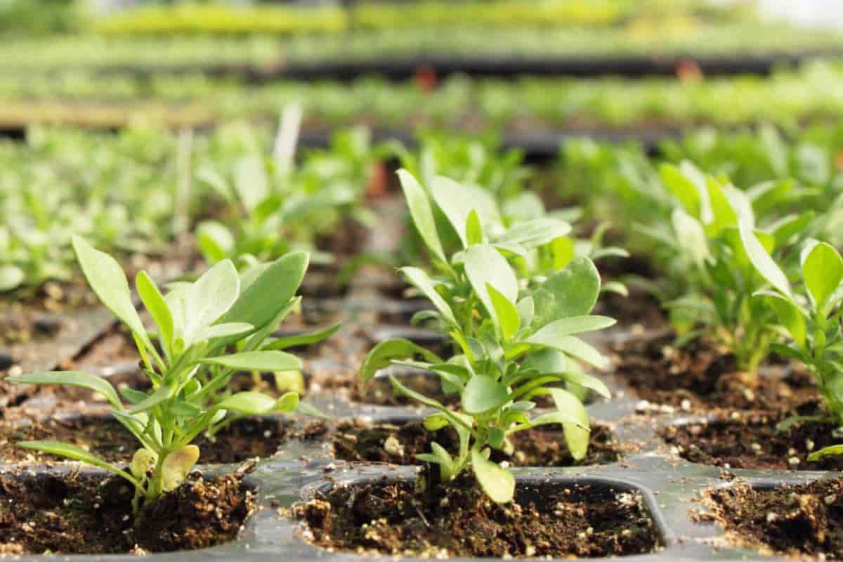 Growing Perennials From Seed