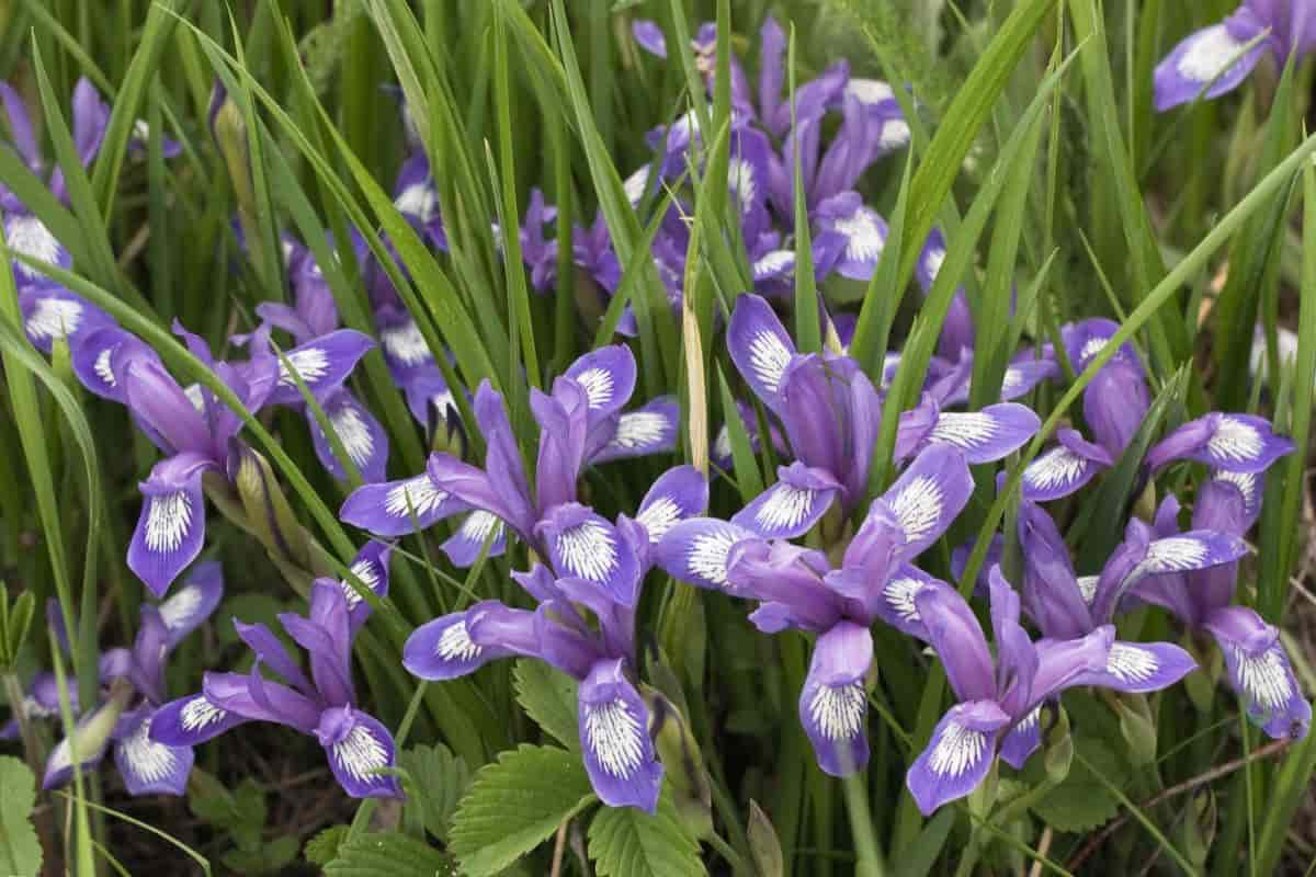 Native iris