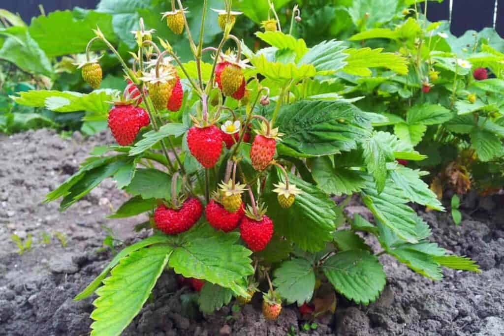 Homegrown Strawberries