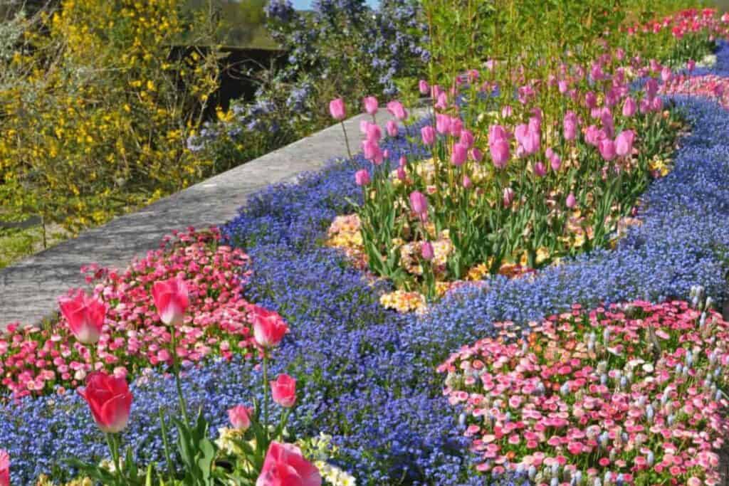 Bold Bedding Plants