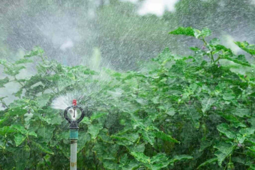 Watering Garden