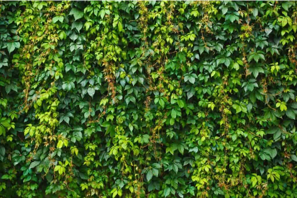 Serialized Grapevine