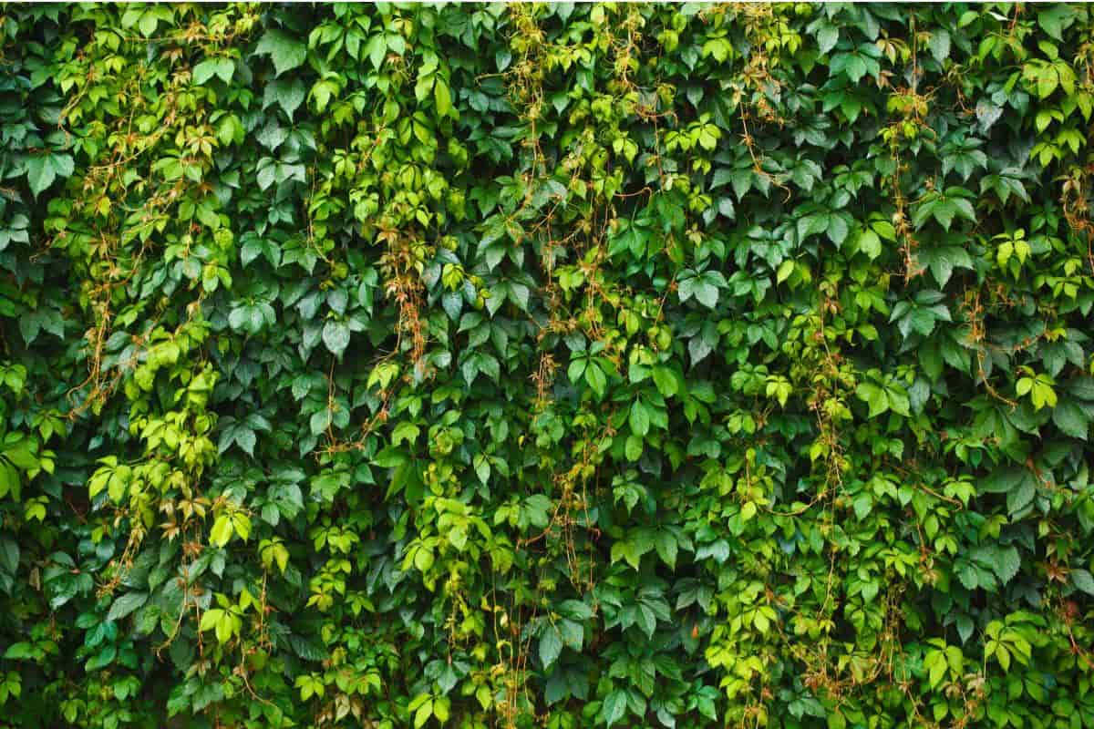 Serialized Grapevine