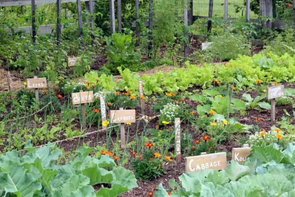 Vegetable Show
