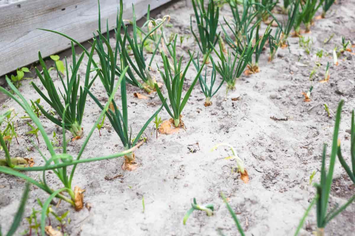 Sandy Soil