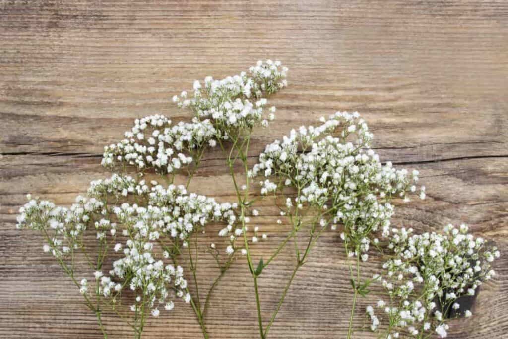Baby's Breath Graft