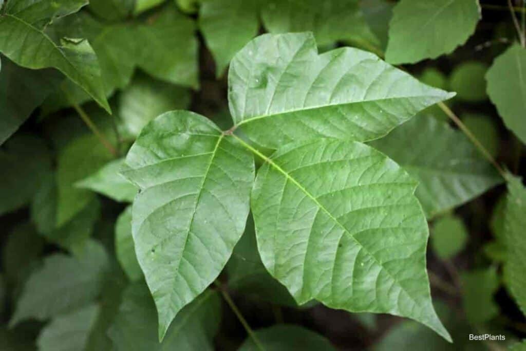 Poison Ivy