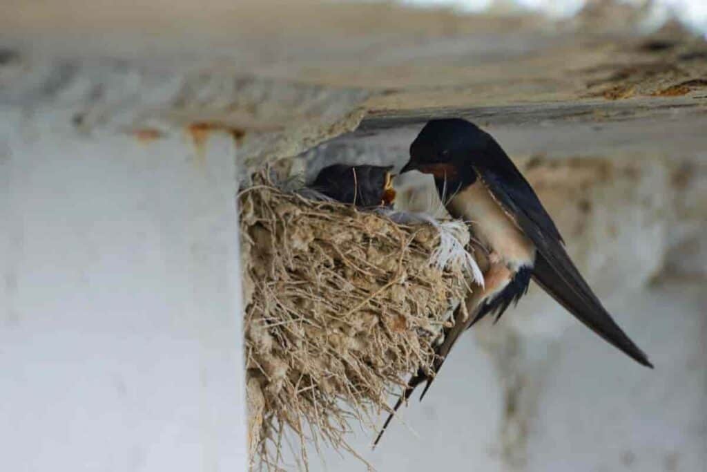 Friendly Martins