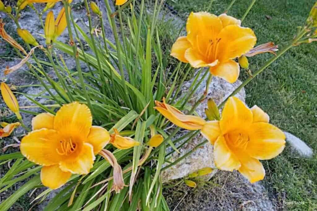 dwarf daylilies