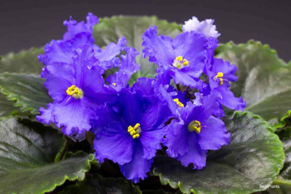 african violets flower
