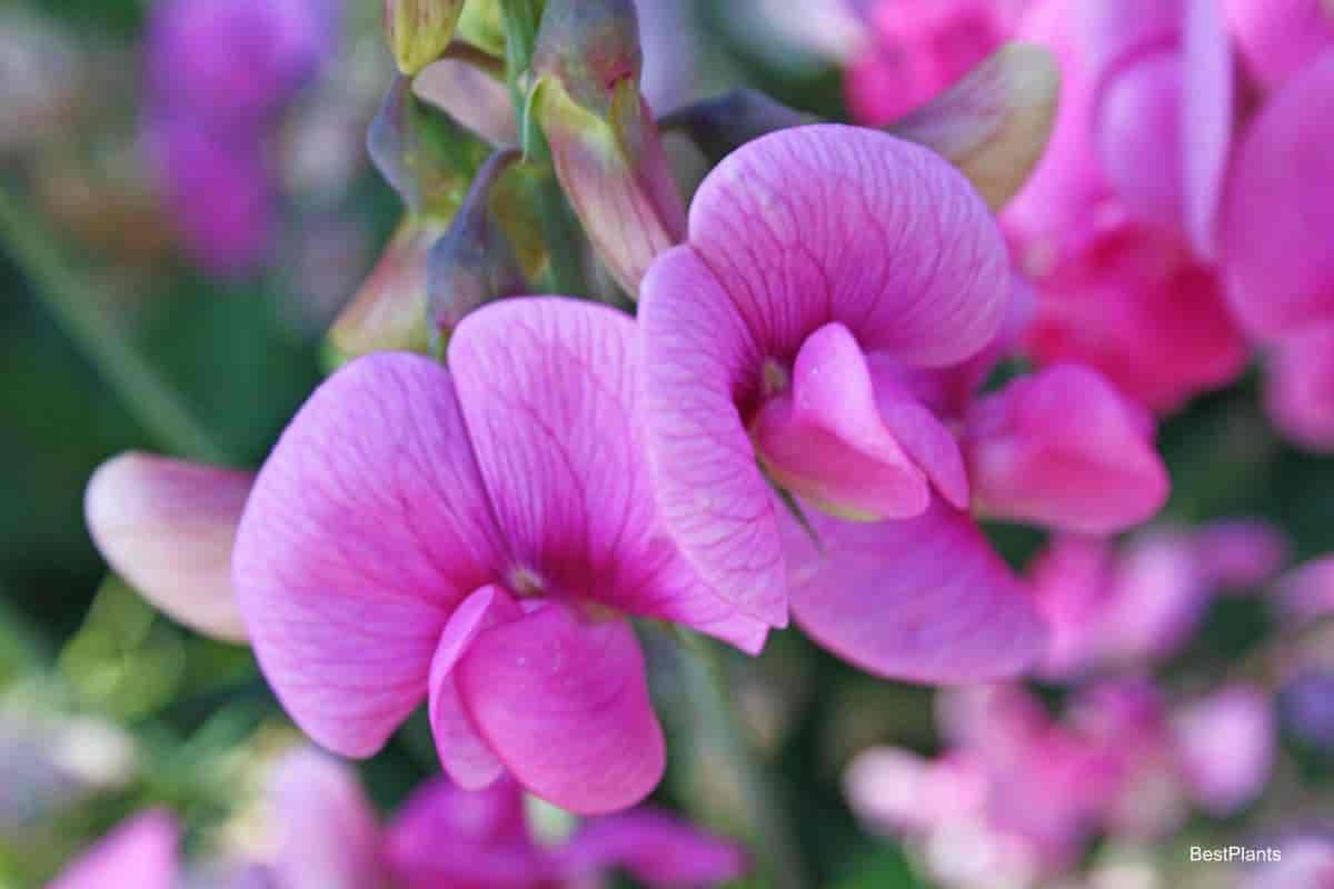 Growing Sweet Peas
