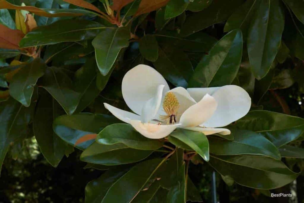 Magnolia Tree