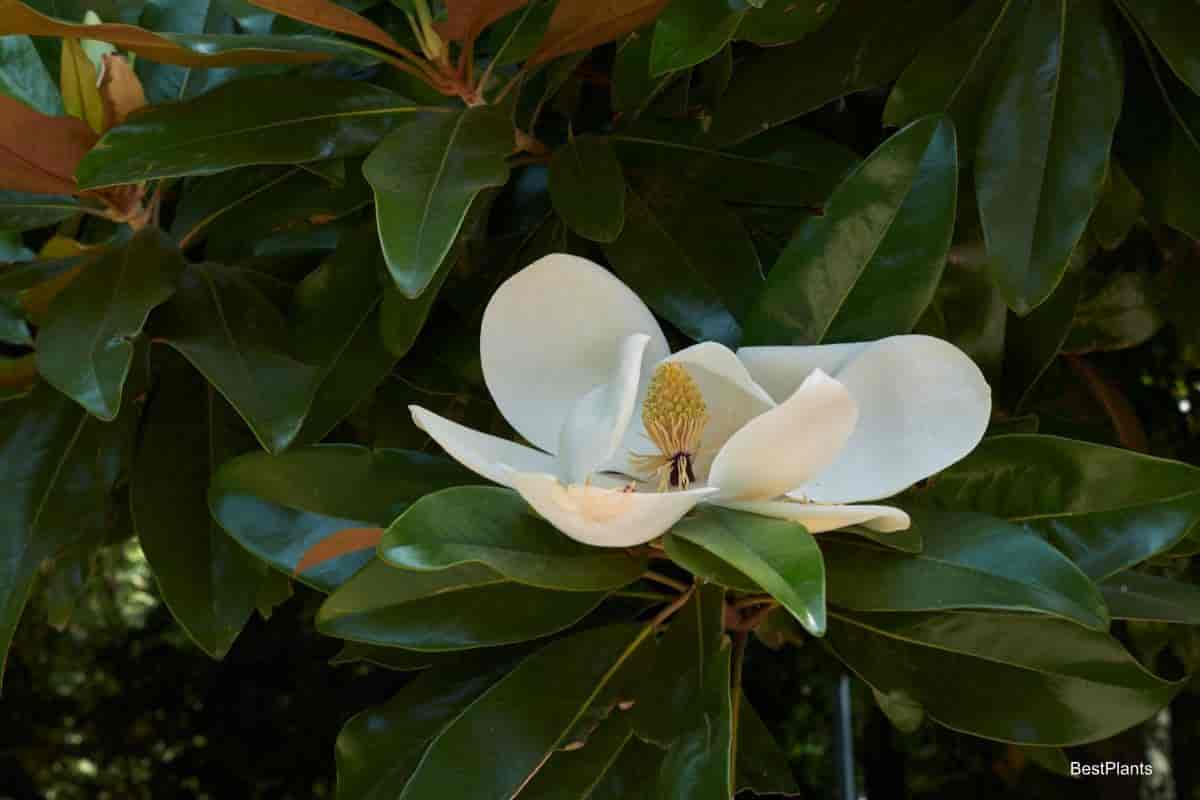 Magnolia Tree