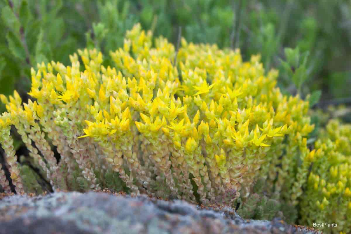 Growing Sedums