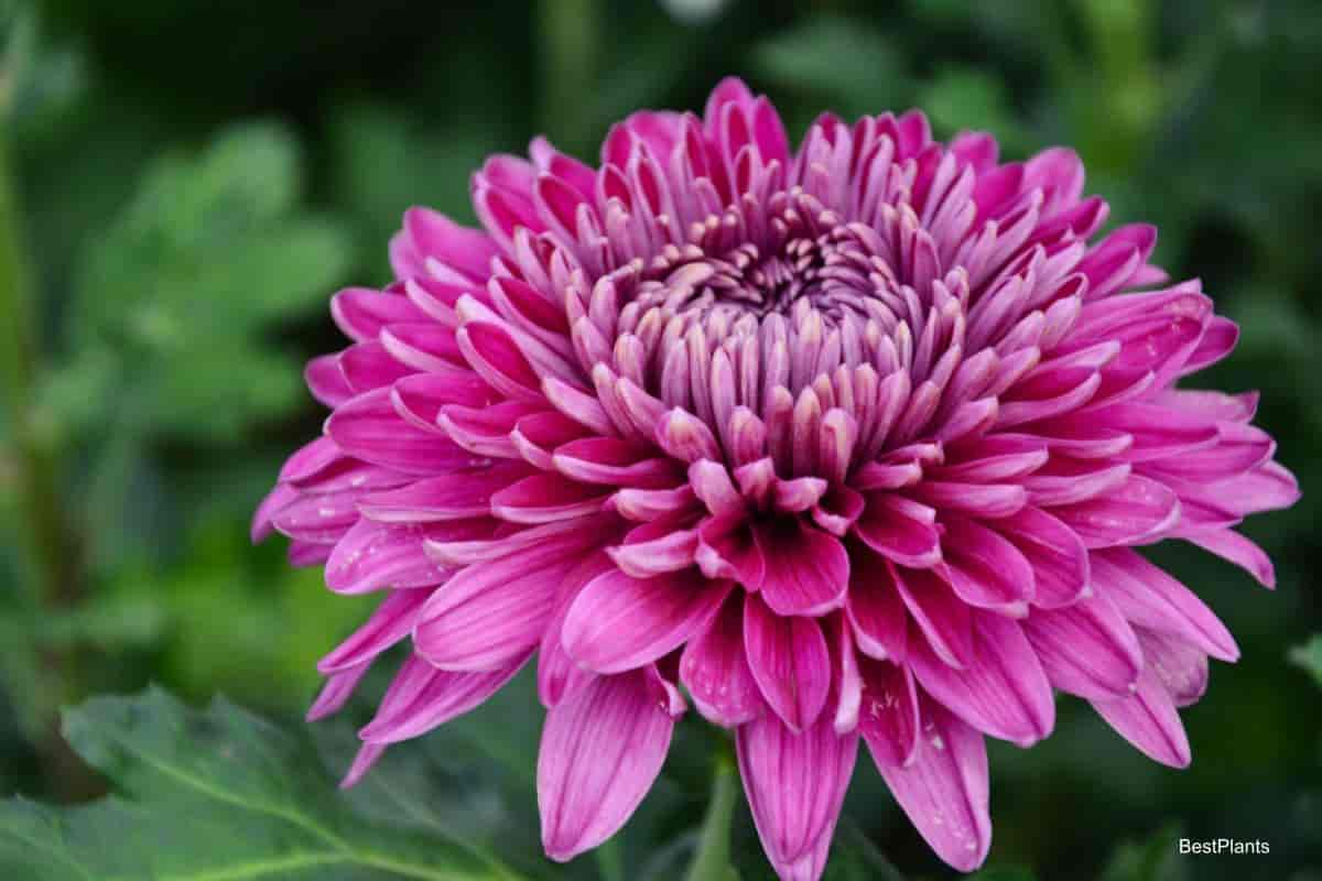 Charming Prize Chrysanthemums