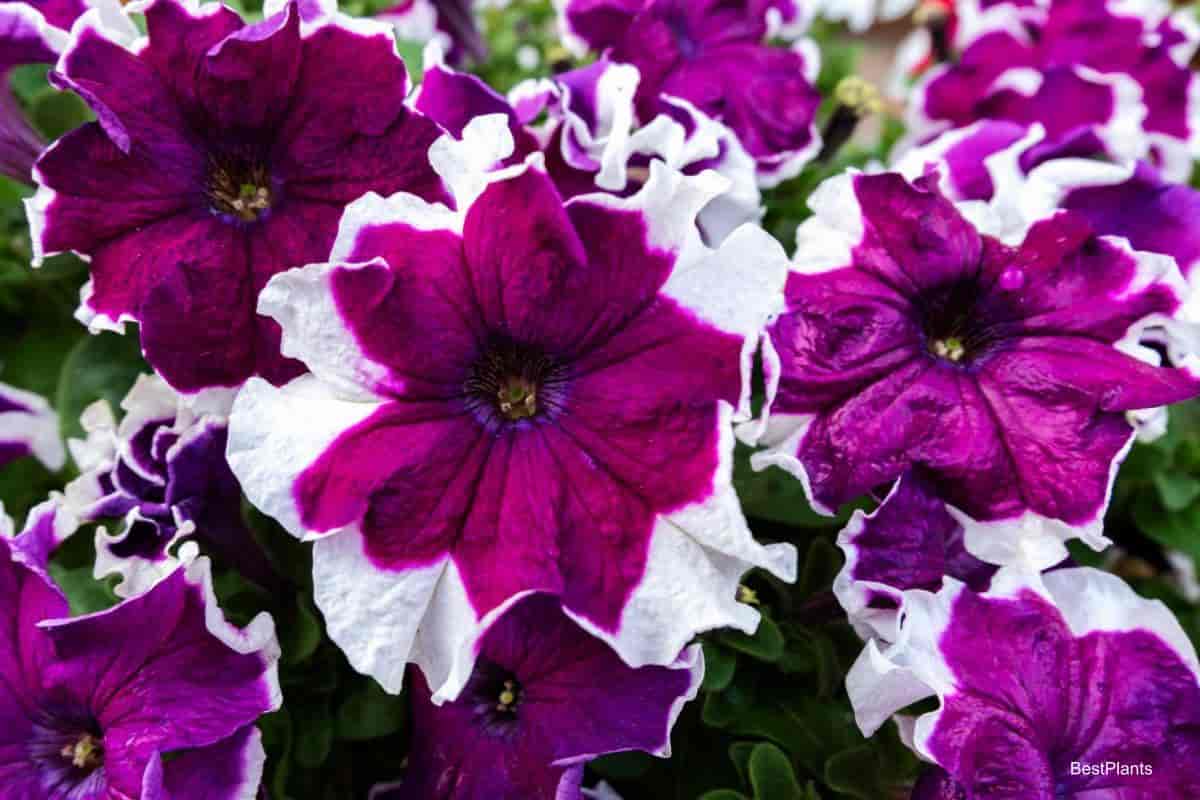 Growing Petunias