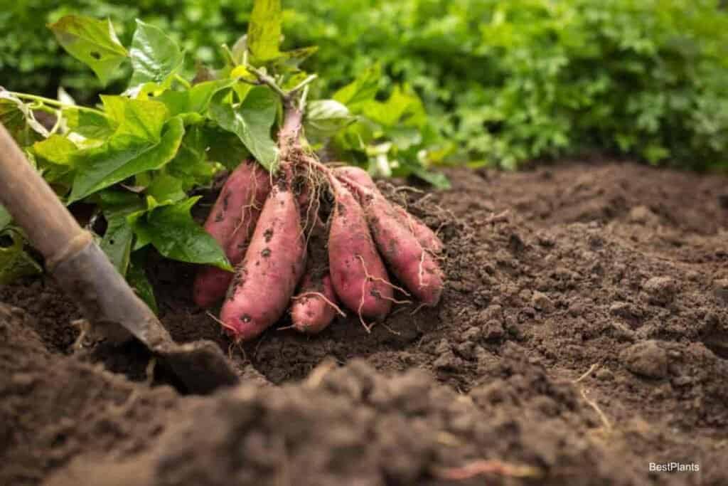 Growing Sweet Potatoes