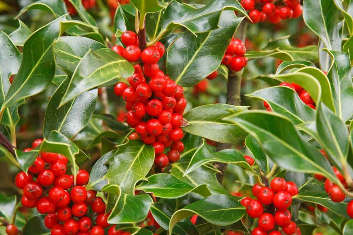Planting Holly