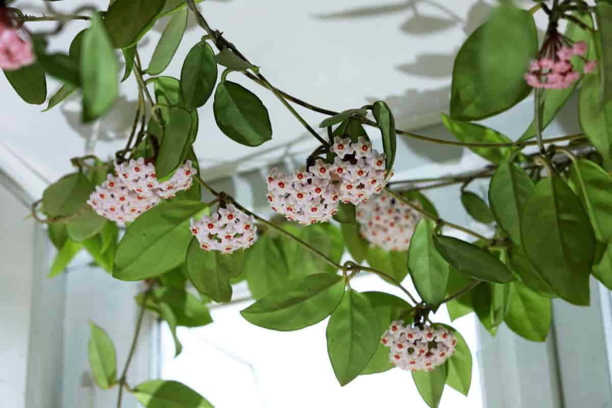 spectacular wax plant
