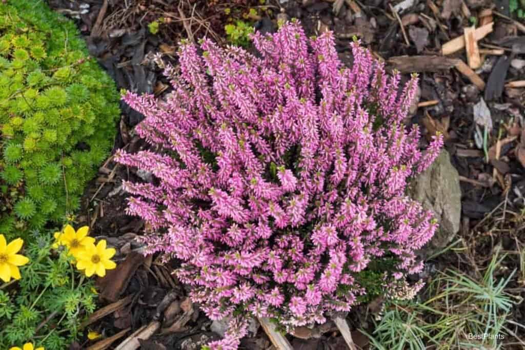 Pink heath plant