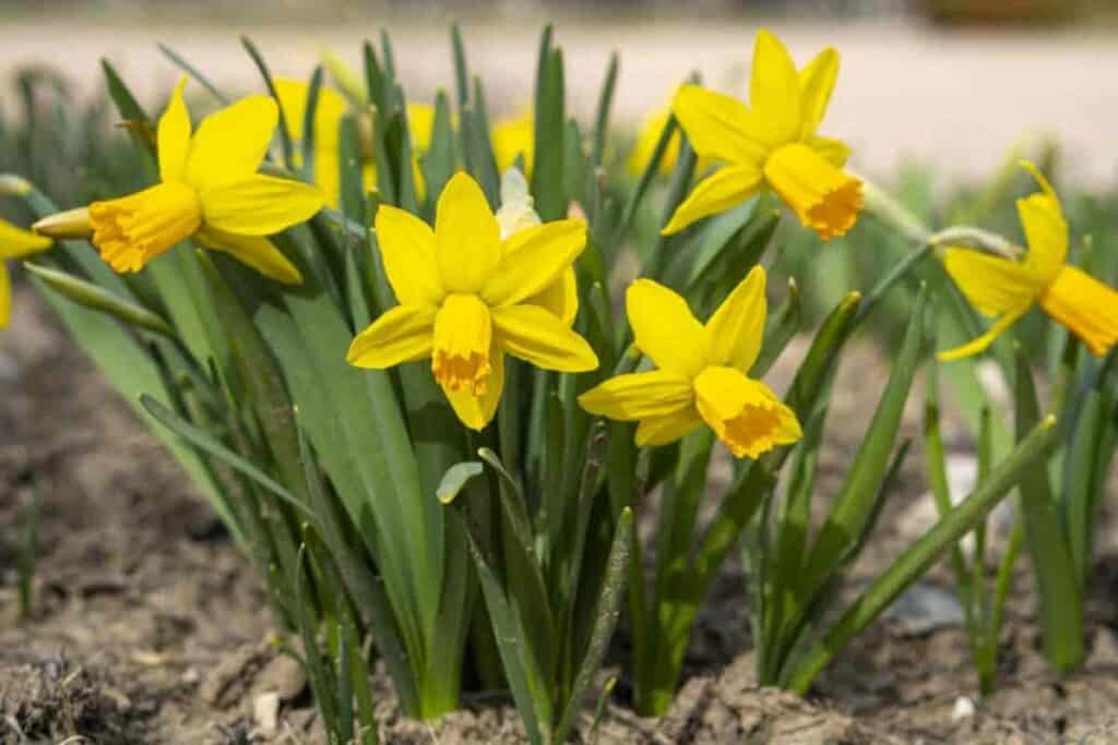 Miniature Daffodils