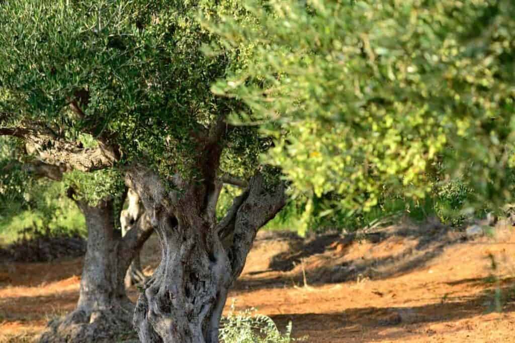 thin little grove