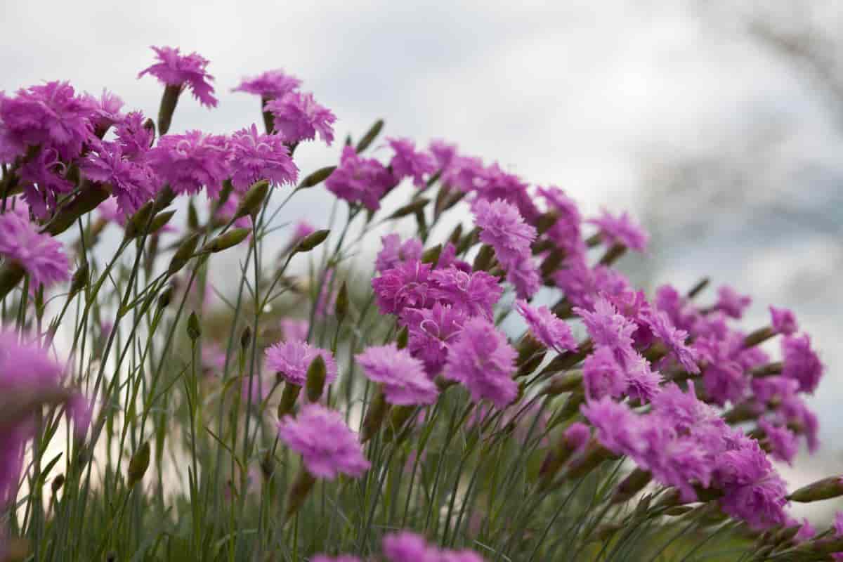 Carnations Outdoors