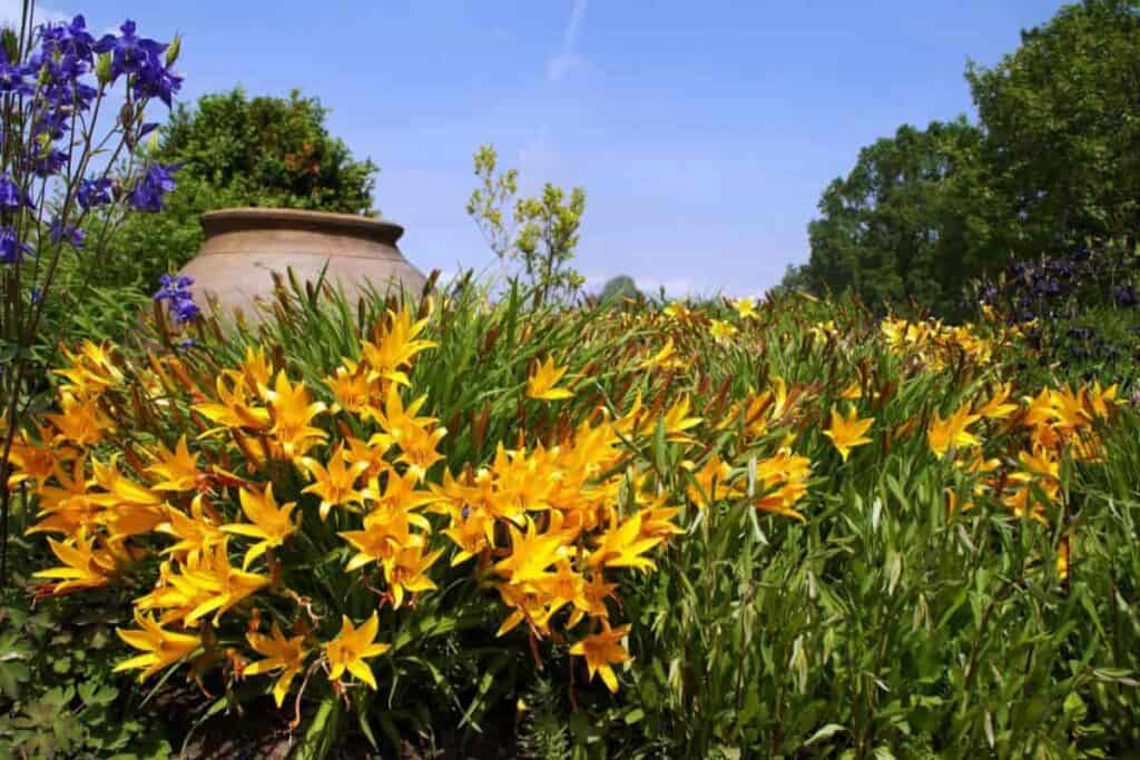 Daylily