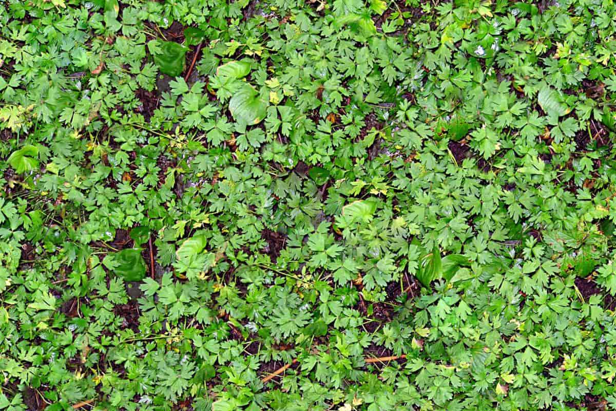 Ideal Groundcover