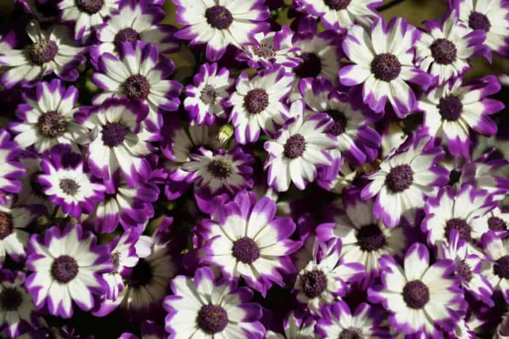 Cineraria Radiance
