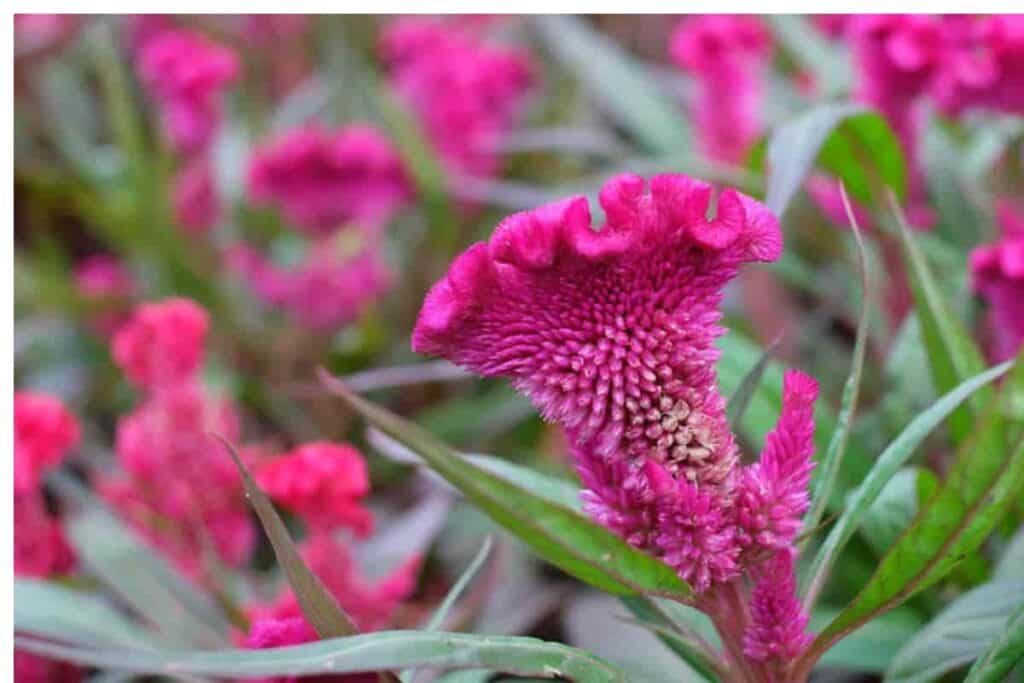 Santa Plants Early