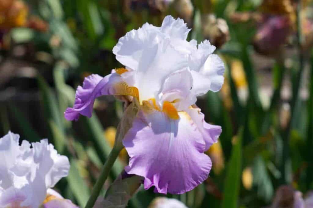 Horned Iris